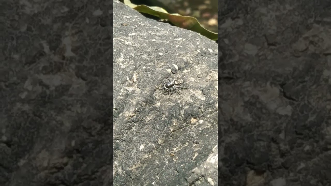 Jumping Spider perfectly camafalogued, ready to attack