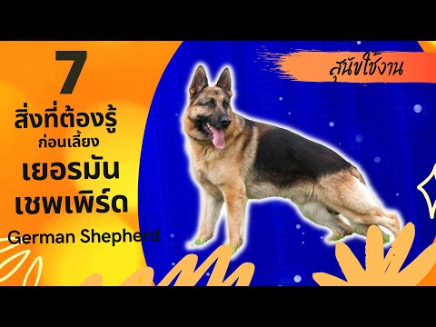 สุนัข #เยอรมันเชฟเฟิร์ด สุนัขฉลาด ฝึกง่าย เรื่องต้องรู้ก่อนเลี้ยง German Shepherd