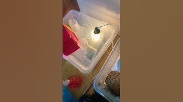 تغزیه مناسب خیلی‌مهمه #ballpythoncare #ballpythonsnake #snake #مار #python #ballpython #پایتون