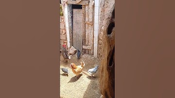 #سورة_الإخلاص #عبد_الباسط_عبد_الصمد