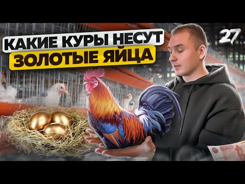 Разведение породистых кур. Сколько можно заработать на птице. Птицеводство как бизнес