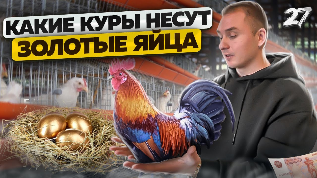 Разведение породистых кур. Сколько можно заработать на птице ...