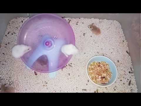 Shop Hamster Xuân Hùng - 01677474722
