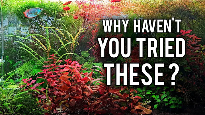 5 Underrated Aquarium Plants You Should Try