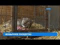 Рысь поймали в подвале многоэтажки в Иркутске
