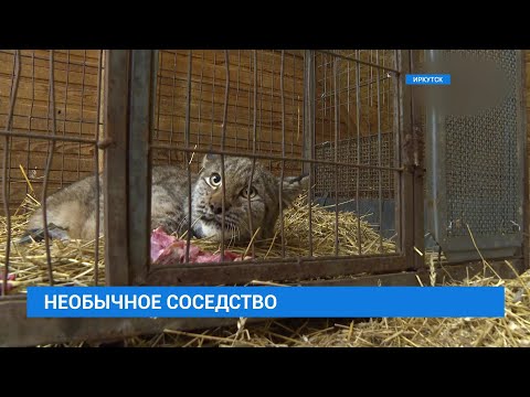 Видео: Рысь поймали в подвале многоэтажки в Иркутске