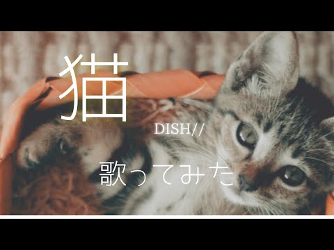 【猫】DISH// 歌ってみた。（full）covered by 太郎 作詞作曲　あいみょん #猫　#北村匠海　#あいみょん　#歌ってみた　#浜辺美波　#DISH