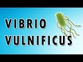 Vibrio vulnificus symptoms treatment and causes