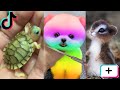 إضحك مع ألطف حيوانات تيك توك 2021 حيوانات كيوت ستتمنى امتلاكها 