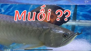 Lượng muối cho vào bể cá cảnh