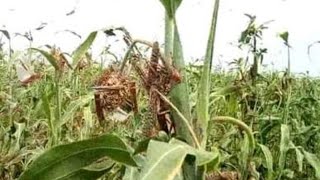 Download lagu allah haga qabtee waa ca ayankii beraleyda kanaxsadey bal eega