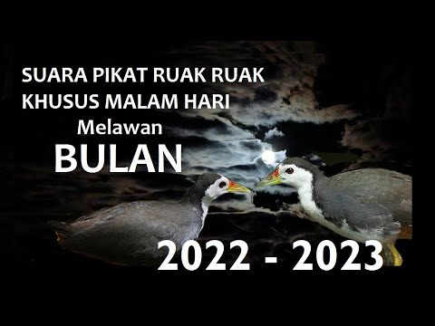 Suara Pikat Ruak MALAM Ampuh | waterhen sound | night bird sound | voice chim quock moi 99