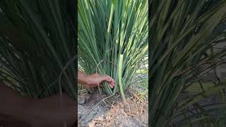 Way to harvest a lemongrass #gardening #lemongrass #gardeningtips #smartfarming #garden Way to harvest a lemongrass #gardening #lemongrass #gardeningtips #smartfarming #garden