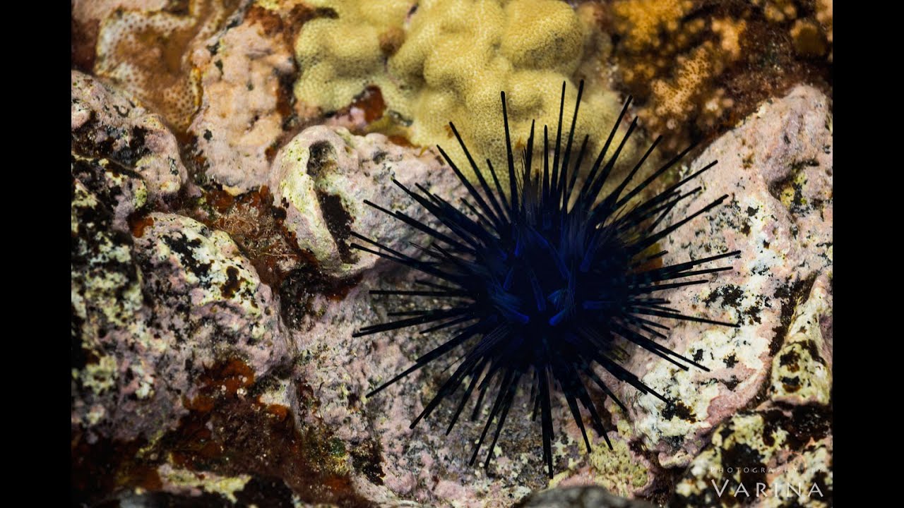How to find the best tide pools to photograph