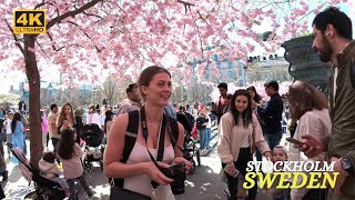 Sweden - Stockholm - Cherry Blossom - Kungsträdgården  - 2024 - 4K