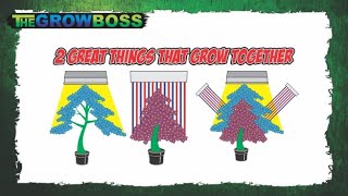 MARIJUANA GARDEN RESCUE - KIND LEDs AND CANNABIS - GROW BOSS WEEKEND WEBCAST @10AM WITH QUESTIONS