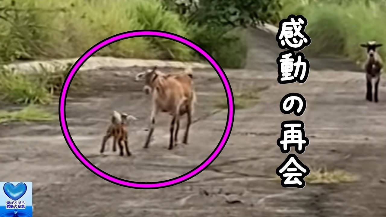 亡くなった犬が生まれ変わりもう一度飼い主の元へやってくる 感動 Youtube