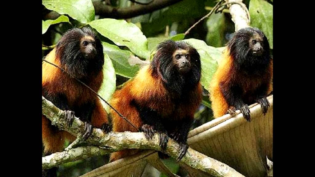 Animais da Mata Atlântica 