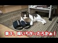 飼い主の靴下を喰いちぎるゴローが憎らしいけど可愛い