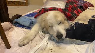 ルンルンの裏庭首の疲れを癒すためホットタオルで温めてもらったアラン