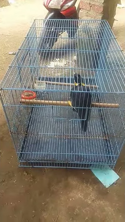 cara melatih burung beo..biar cepat gacor&jinak    ala mang hung-hung