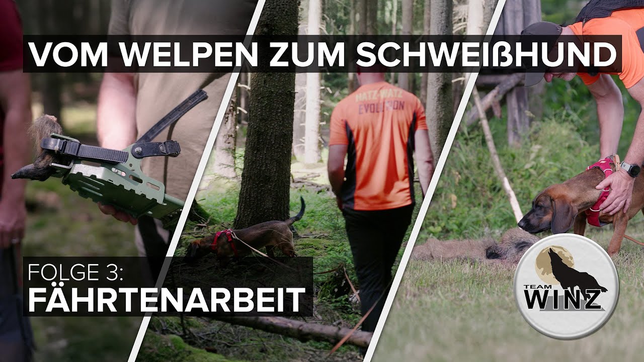 Vom Welpen zum Schweißhund | Folge 3: Fährtenarbeit
