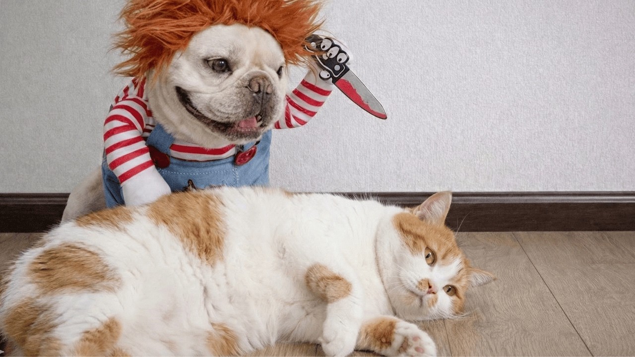 TRY NOT TO LAUGH🤣 Epic Moments When Cats And Dogs Being Pure Chaos😂Funny Animal Videos