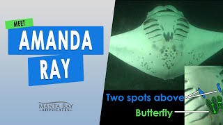 Meet Amanda Ray, this female is a gentle giant manta ray
