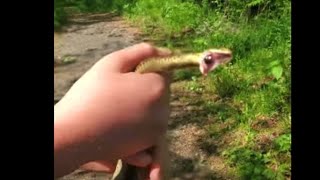Lake grubb herping pt 1 #shorts