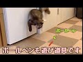 生後4ヶ月の子猫と遊んだら、こうなりました
