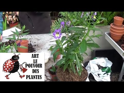 Vidéo: Angelonia Flowers - Conseils pour cultiver des mufliers d'été d'Angelonia