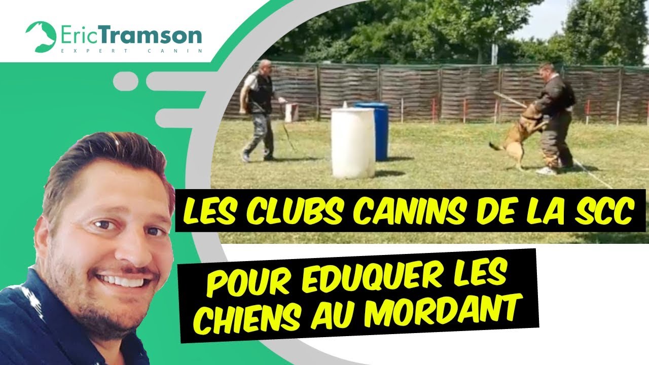 LES CLUBS CANINS DE LA SCC POUR EDUQUER LES CHIENS AU MORDANT - YouTube