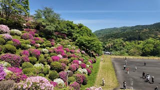 Spring Spectacle in Kyoto: Azaleas Bloom at Keage!(4K)