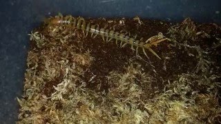 Giant Centipede (Ethmostigmus rubripes) catching a cricket