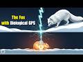 The Arctic Fox with Biological GPS | Hunting Under the Snow