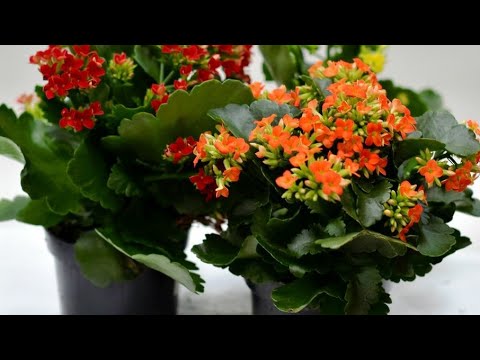 Video: Kalanchoe Qanday Gullaydi