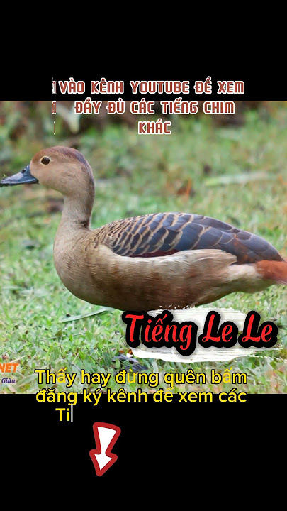 tiếng le le moi