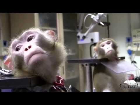 In risposta a Striscia La Notizia e alla LAV: I Primati nella Ricerca Scientifica #StoppaVergognati