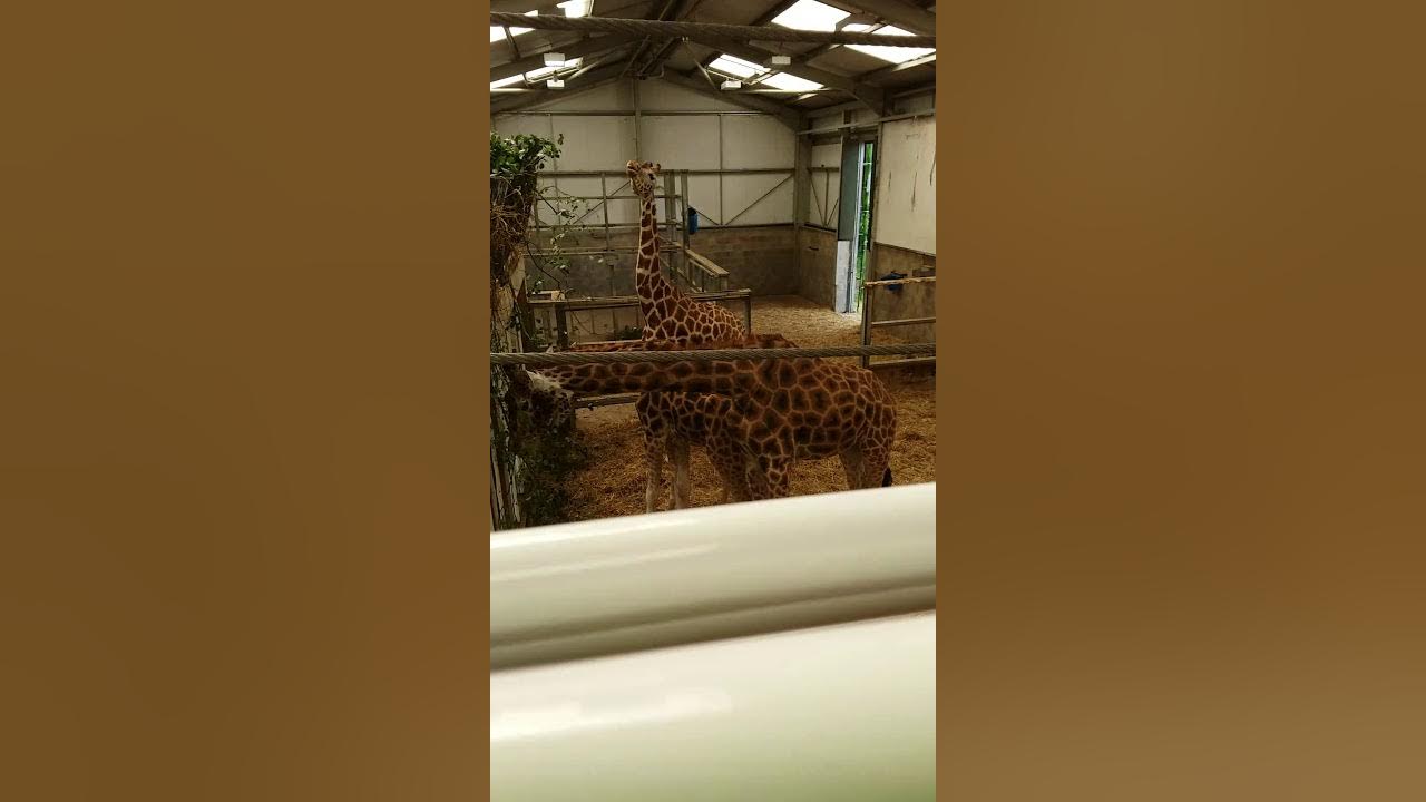 Giraffes Blackpool zoo YouTube