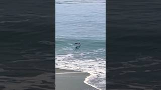 May 25, 2026 I Heard it Through the Grapevine at The Beach NorCal Santa Cruz CA #socal #grapevine