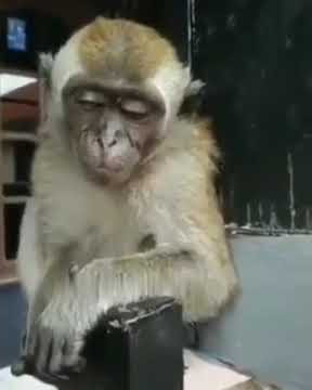 monyet mikirin tagihan