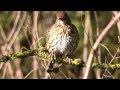 close up: Song Thrush / Zanglijster (Turdus philomelos)