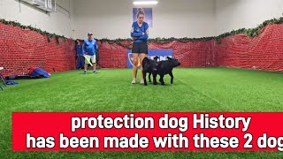 Watch these two Protection Dogs work as a team to attack