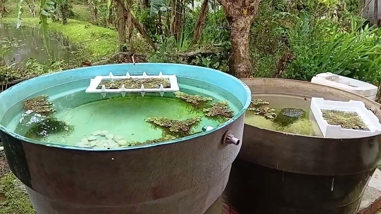 Principal Pilar do Meu Canal no YouTube 