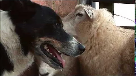 Mist: Sheepdog Tales! - Not So Swift