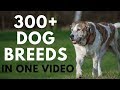 All Dog Breeds in One Video (from A to Z)