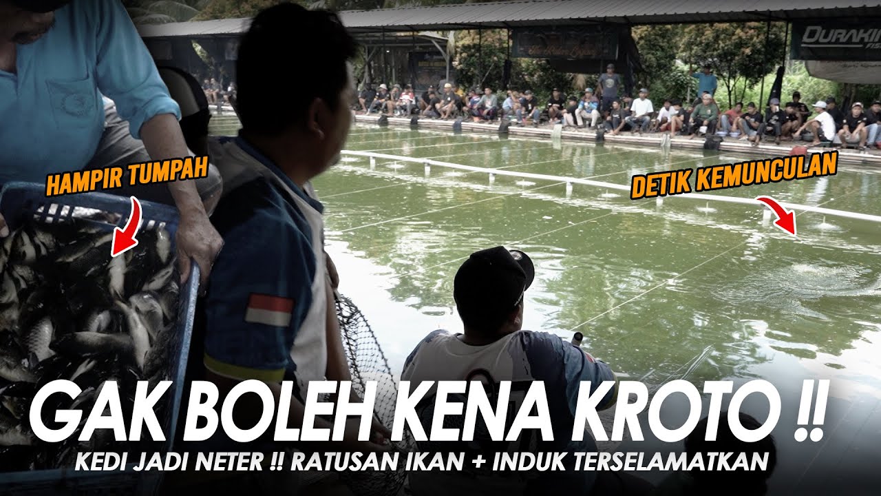 GARA GARA UMPAN KENA KROTO BIKIN KEDI KEWALAHAN !! RATUSAN EKOR IKAN + 1 INDUK SELAMAT || Am