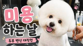 미용 한 번 했을 뿐인데 다른 강아지가 됐습니다🐶✂️ #강아지 #puppy #pet #dog