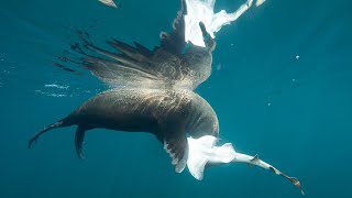 Shark eaten by Seal in South Australia