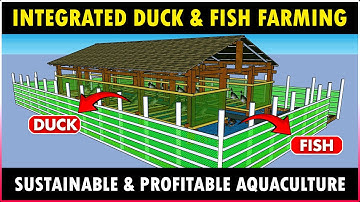 Integrated Duck and Fish Farming